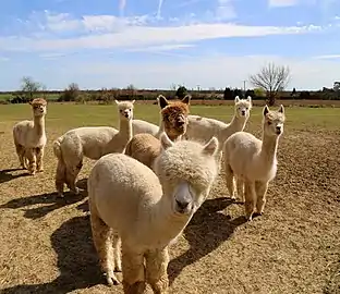 L'alpaga est sociable, il vit en petite troupes (alpagas huacayas en Essex, Angleterre, 2015)