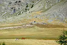 Fond de vallée avec moutons au fond, proche de la limite pelouse-rochers. Un cheval et un âne broutent à mi-distance.