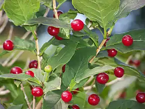 Le chèvrefeuille des Alpes (Lonicera alpigena)