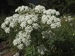 Description de l'image Alpen-Kälberkropf (Chaerophyllum villarsii) - Brecherspitz (9965578125).jpg.