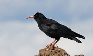 Pyrrhocorax pyrrhocorax barbarus.