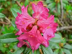Rhododendron à la Madone de Fenestre.