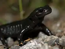 Salamandre noire