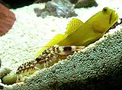 Alpheus bellulus. Ces crevettes vivent en symbiose avec des gobies.