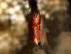 Alpheus lottini, cachée dans un Pocillopora