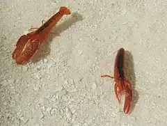 Un couple de crevettes Alpheus lottini séparées de leur corail symbiotique Pocillopora