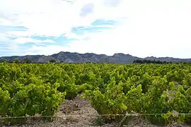 vignoble des Alpilles