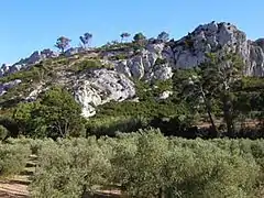 Oliveraie dans les Alpilles (terre à garrigue).