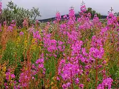 Flore alpine près d'Abisko