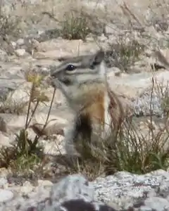 Description de l'image Alpine chipmunk (Tamias alpinus).jpg.