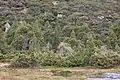 Végétation alpine dans le parc national de Cradle Mountain, où se trouve G. hispida