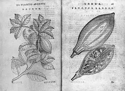 Illustrations de plantes dans De plantis Aegypti de Prospero Alpini, 1592 (collection de livres rares).