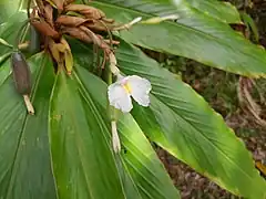 Description de l'image Alpinia-arctiflora-SF23026-03.jpg.