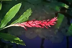 Description de l'image Alpinia purpurata.jpg.