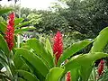 Touffe de Alpinia purpurata,