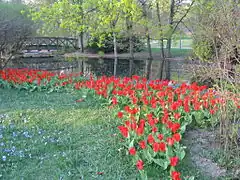 Fleurs dans le parc Alppi.