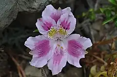 Description de l'image Alstroemeria pelegrina. Mariposa de Los Molles).JPG.
