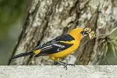 Description de l'image Altamira oriole (Icterus gularis gigas) Copan.jpg.