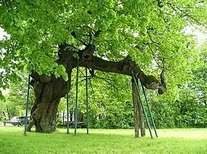 L'arbre en 2005. Son tronc est pourri, ce qui le rend instable