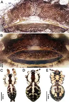 Description de l'image Althepus chengmenensis (10.3897-zookeys.776.24432) Figure 2.jpg.