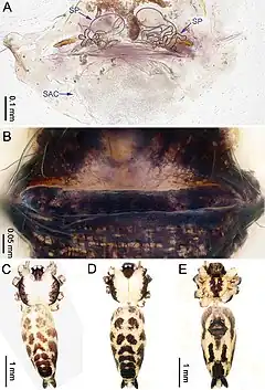 Description de l'image Althepus cheni (10.3897-zookeys.776.24432) Figure 4.jpg.