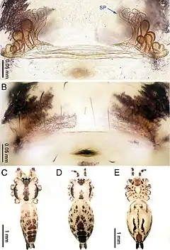 Description de l'image Althepus gouci (10.3897-zookeys.776.24432) Figure 6.jpg.