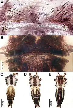 Description de l'image Althepus hongguangi (10.3897-zookeys.776.24432) Figure 8.jpg.