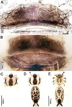 Description de l'image Althepus phousalao (10.3897-zookeys.776.24432) Figure 10.jpg.