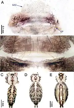 Description de l'image Althepus qianhuang (10.3897-zookeys.776.24432) Figure 12.jpg.