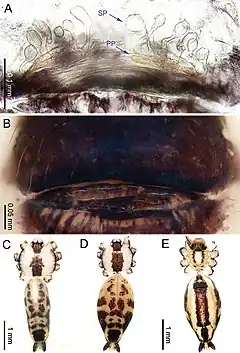 Description de l'image Althepus sepakuensis (10.3897-zookeys.776.24432) Figure 15.jpg.