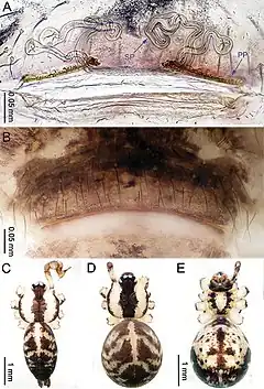 Description de l'image Althepus xuae (10.3897-zookeys.776.24432) Figure 17.jpg.