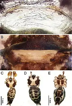 Description de l'image Althepus yizhuang (10.3897-zookeys.776.24432) Figure 19.jpg.