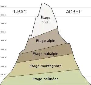 Représentation schématique des différents étages de végétation dans les Alpes.