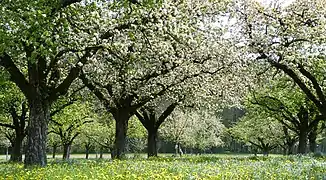 Pommiers en fleurs dans le canton (avril 2017).