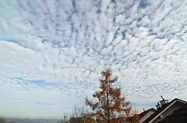 Altocumulus translucidus : cette variété se présente souvent dans les espèces stratiformis et lenticularis.