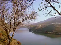 Vignobles du Haut-Douro