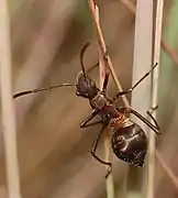 Juvénile myrmécomorphe d'Alydus calcaratus, à Berlin.