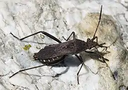 Alydinae : Alydus calcaratus, Zermatt