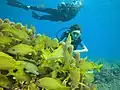 Récif de l'île de Cozumel (Mexique)