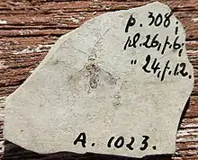 Alysia meunieri selon Nicolas Théobald en 1937 : holotype A1023