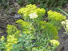 Alyssum murale.