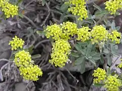 Inflorescences d'Alyssum tortuosum.