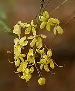 Inflorescence (Hyderâbâd, Inde).