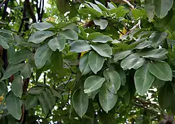 Feuilles (Hyderâbâd, Inde).