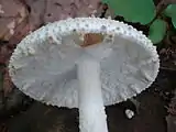 Voile partiel déchiré chez Amanita atkinsoniana