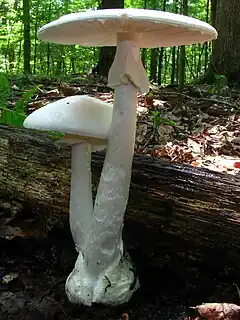 Amanita bisporigera Hautement toxique