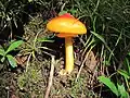 Cuticule bicolore(Amanita caesarea)