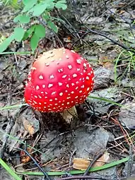 Amanita muscaria, Sibérie orientale