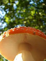 L'anneau, reste du voile partiel chez Amanita muscaria