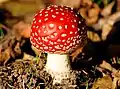 L'Amanita muscaria représente l'un des meilleurs exemples de champignon psychotonique.